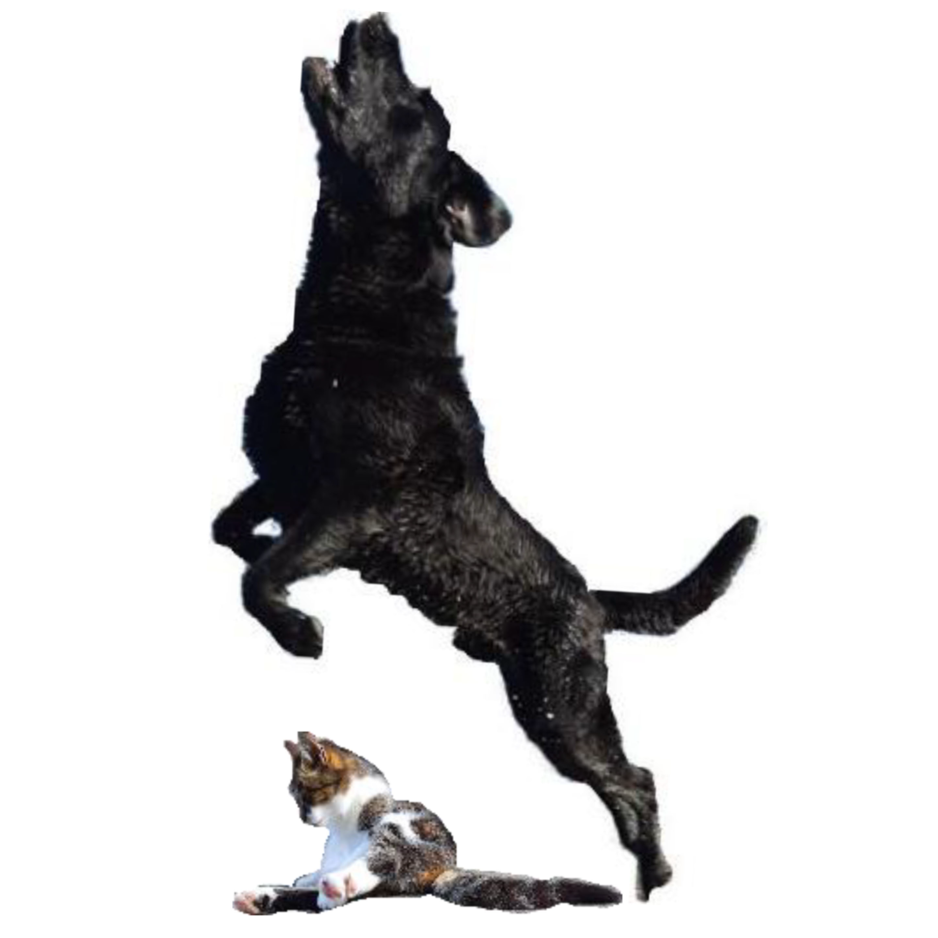 Zeus & Fee Logo